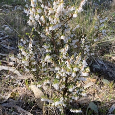 Styphelia fletcheri subsp. brevisepala (Twin Flower Beard-Heath) at Denman Prospect, ACT - 5 Sep 2024 by SteveBorkowskis