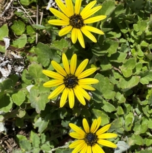 Arctotheca calendula at Whitlam, ACT - suppressed