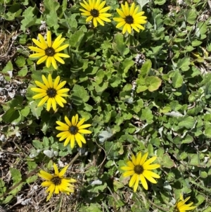 Arctotheca calendula at Whitlam, ACT - suppressed