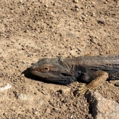 Pogona barbata (Eastern Bearded Dragon) at Denman Prospect, ACT - 5 Sep 2024 by SteveBorkowskis