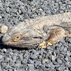 Pogona barbata at Denman Prospect, ACT - 5 Sep 2024