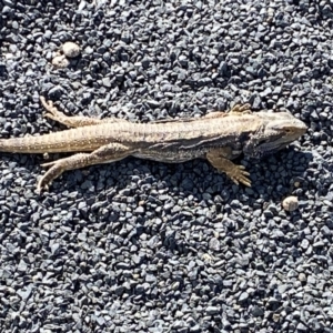 Pogona barbata at Denman Prospect, ACT - 5 Sep 2024