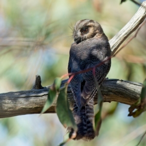 Aegotheles cristatus at Denman Prospect, ACT - 5 Sep 2024 11:37 AM