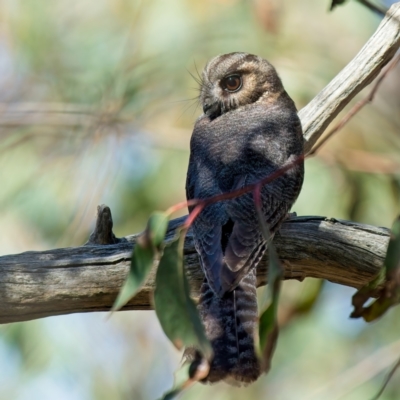 Aegotheles cristatus (Australian Owlet-nightjar) at Denman Prospect, ACT - 5 Sep 2024 by Kenp12