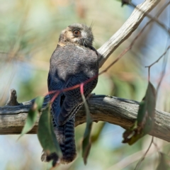 Aegotheles cristatus at Denman Prospect, ACT - 5 Sep 2024 11:37 AM