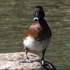 Aythya australis (Hardhead) at Bundaberg North, QLD - 10 Jun 2024 by Petesteamer