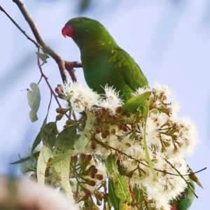 Trichoglossus chlorolepidotus at Bundaberg Central, QLD - 11 Jun 2024 03:25 PM