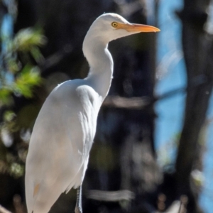 Bubulcus coromandus at Bundaberg North, QLD - 10 Jun 2024 11:02 AM