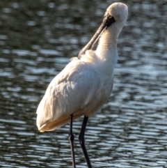 Platalea regia (Royal Spoonbill) at Bundaberg North, QLD - 11 Jun 2024 by Petesteamer