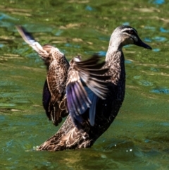 Anas superciliosa (Pacific Black Duck) at Bundaberg North, QLD - 20 Jun 2024 by Petesteamer