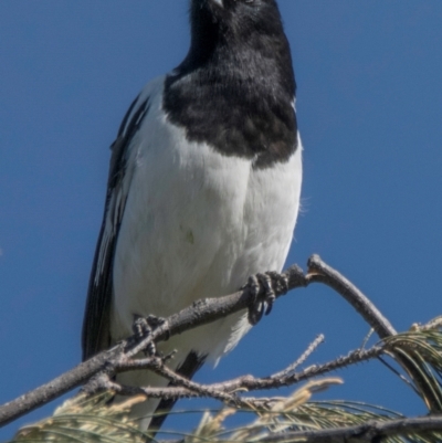 Cracticus nigrogularis (Pied Butcherbird) at Bundaberg North, QLD - 13 Jun 2024 by Petesteamer