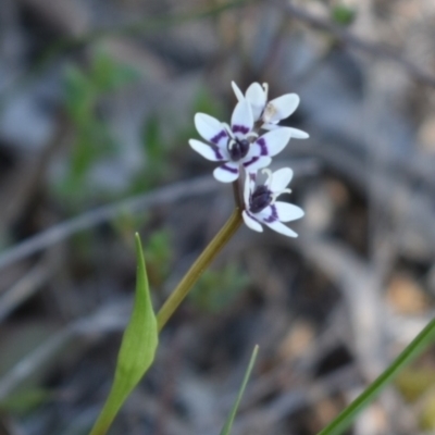 Wurmbea dioica subsp. dioica (Early Nancy) at Hackett, ACT - 1 Sep 2024 by Venture