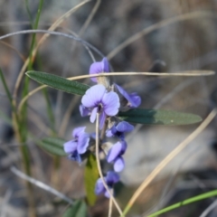 Hovea heterophylla (Common Hovea) at Hackett, ACT - 1 Sep 2024 by Venture