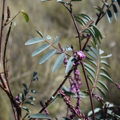 Indigofera australis subsp. australis (Australian Indigo) at Hackett, ACT - 1 Sep 2024 by Venture