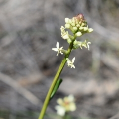 Stackhousia monogyna (Creamy Candles) at Hackett, ACT - 1 Sep 2024 by Venture