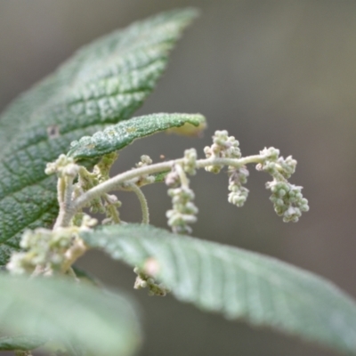 Pomaderris aspera (Hazel Pomaderris) at Paddys River, ACT - 4 Sep 2024 by Venture