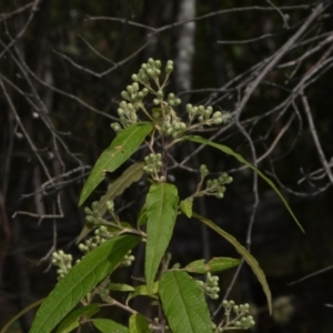 Olearia lirata at Paddys River, ACT - 4 Sep 2024 12:02 PM