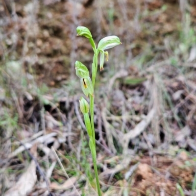 Bunochilus umbrinus (ACT) = Pterostylis umbrina (NSW) (Broad-sepaled Leafy Greenhood) by BethanyDunne