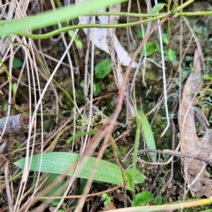 Glossodia major at Uriarra Village, ACT - suppressed