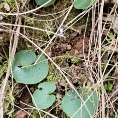 Corysanthes sp. (A Helmet Orchid) at Uriarra Village, ACT by BethanyDunne