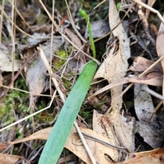 Glossodia major (Wax Lip Orchid) at Uriarra Village, ACT - 5 Sep 2024 by BethanyDunne