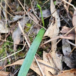 Glossodia major at Uriarra Village, ACT - 5 Sep 2024