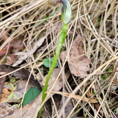 Pterostylis pedunculata (Maroonhood) at Uriarra Village, ACT - 5 Sep 2024 by BethanyDunne