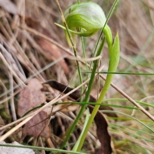 Pterostylis nutans at Uriarra Village, ACT - 5 Sep 2024