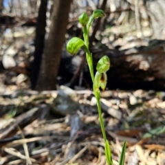 Bunochilus montanus (ACT) = Pterostylis jonesii (NSW) (Montane Leafy Greenhood) at Uriarra Village, ACT - 5 Sep 2024 by BethanyDunne