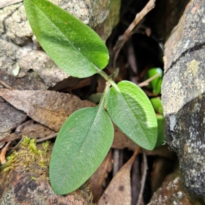 Pterostylis pedunculata (Maroonhood) at Uriarra Village, ACT - 5 Sep 2024 by BethanyDunne