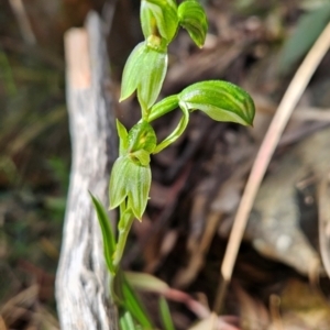 Bunochilus sp. at Uriarra Village, ACT - suppressed