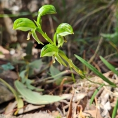 Bunochilus sp. at Uriarra Village, ACT - suppressed