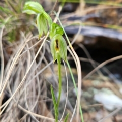 Bunochilus umbrinus (ACT) = Pterostylis umbrina (NSW) (Broad-sepaled Leafy Greenhood) by BethanyDunne