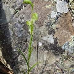 Bunochilus umbrinus (ACT) = Pterostylis umbrina (NSW) at suppressed - suppressed