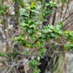 Platysace lanceolata (Shrubby Platysace) at Uriarra Village, ACT - 5 Sep 2024 by BethanyDunne