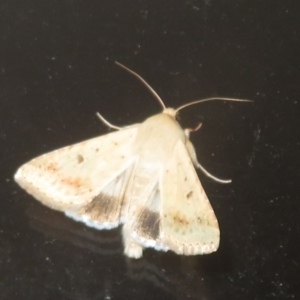 Helicoverpa punctigera at Flynn, ACT - 5 Sep 2024