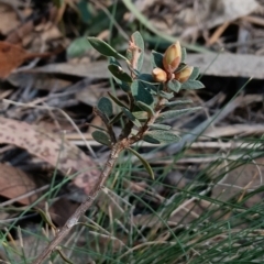 Brachyloma daphnoides (Daphne Heath) at Bruce, ACT - 5 Sep 2024 by JasoL