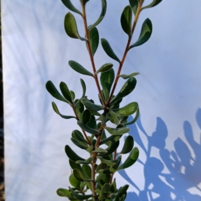 Persoonia rigida (Hairy Geebung) at Bruce, ACT - 29 Aug 2024 by JasoL