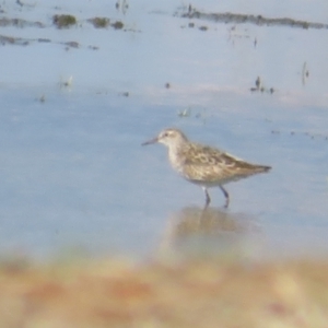 Calidris acuminata at Fyshwick, ACT - 5 Sep 2024