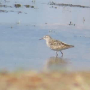 Calidris acuminata at Fyshwick, ACT - 5 Sep 2024 03:05 PM