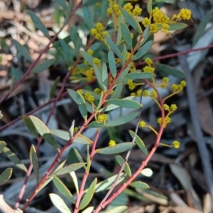 Acacia buxifolia subsp. buxifolia at Bruce, ACT - 29 Aug 2024