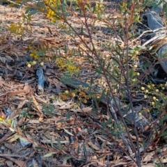 Acacia buxifolia subsp. buxifolia at Bruce, ACT - 29 Aug 2024