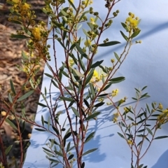 Acacia buxifolia subsp. buxifolia at Bruce, ACT - 29 Aug 2024