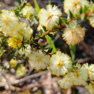 Acacia gunnii at Bruce, ACT - 29 Aug 2024 02:10 PM