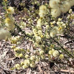 Acacia gunnii at Bruce, ACT - 29 Aug 2024 02:10 PM