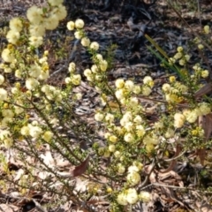 Acacia gunnii at Bruce, ACT - 29 Aug 2024 02:10 PM