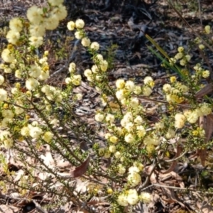 Acacia gunnii at Bruce, ACT - 29 Aug 2024 02:10 PM