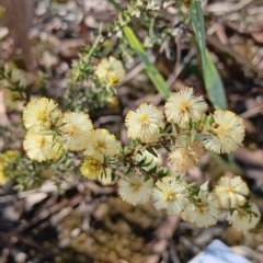 Acacia gunnii at Bruce, ACT - 29 Aug 2024 02:10 PM