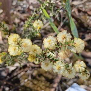 Acacia gunnii at Bruce, ACT - 29 Aug 2024 02:10 PM