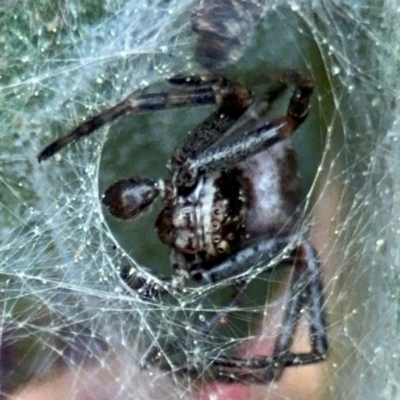 Thomisidae (family) at Barton, ACT - 5 Sep 2024 by Hejor1